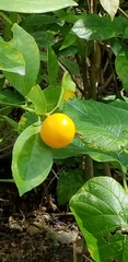 Ebenaceae