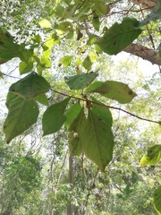 Calycophyllum candidissimum