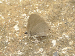 Pseudonacaduba sichela sichela