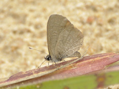 Pseudonacaduba sichela sichela