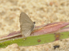 Pseudonacaduba sichela sichela