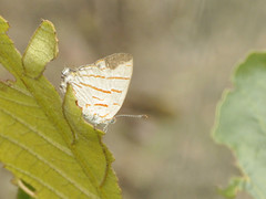 Hemiolaus caeculus