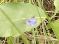 Hemiolaus caeculus