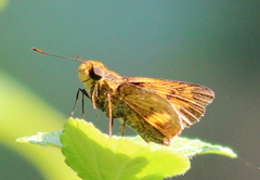 Oriens goloides
