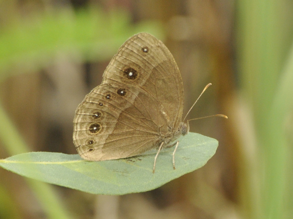 Yellow-banded Bush Brown