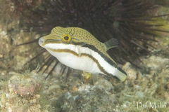Canthigaster callisterna
