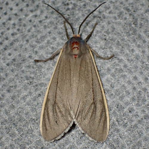Euchaetes antica photo 5