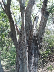 Calycophyllum candidissimum