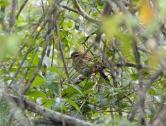 Myrmorchilus strigilatus