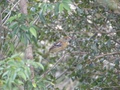 Thamnophilus pelzelni