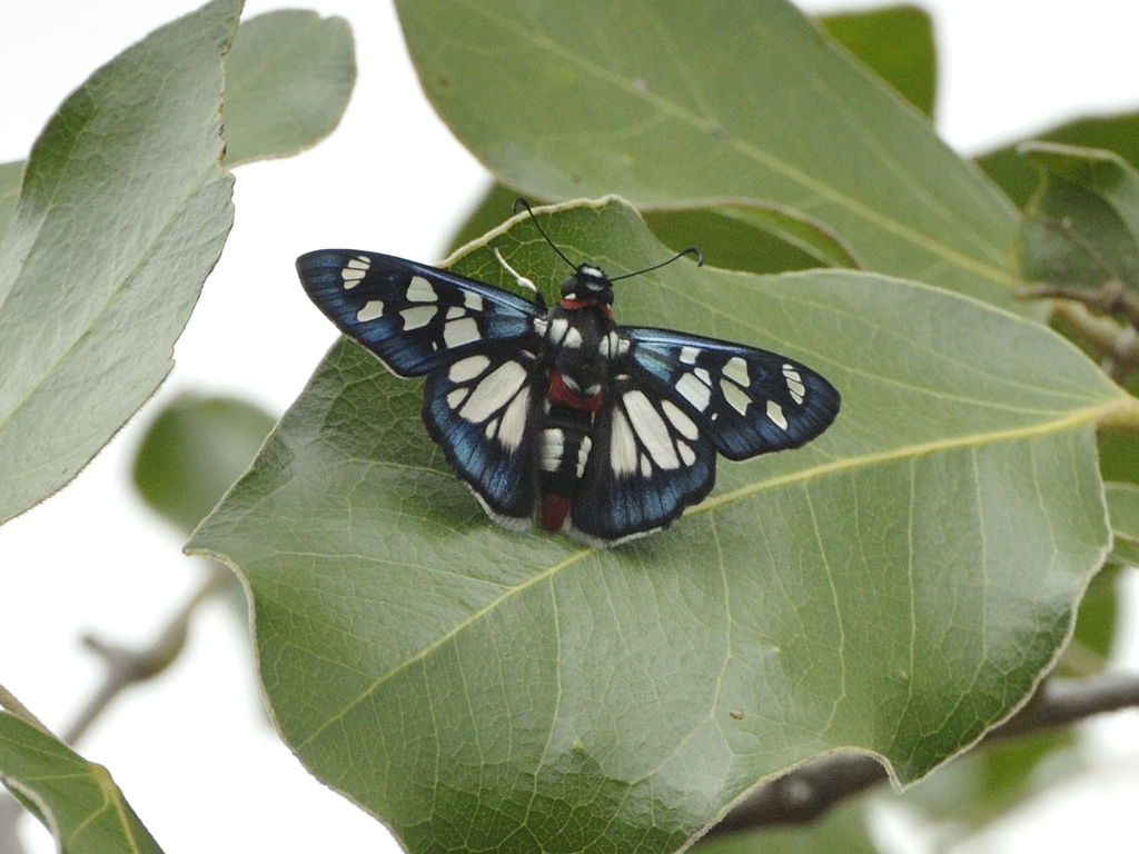 Zambezi Paradise Skipper