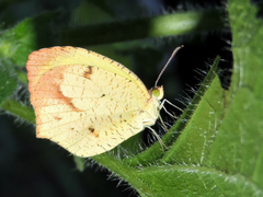 Abaeis salome jamapa