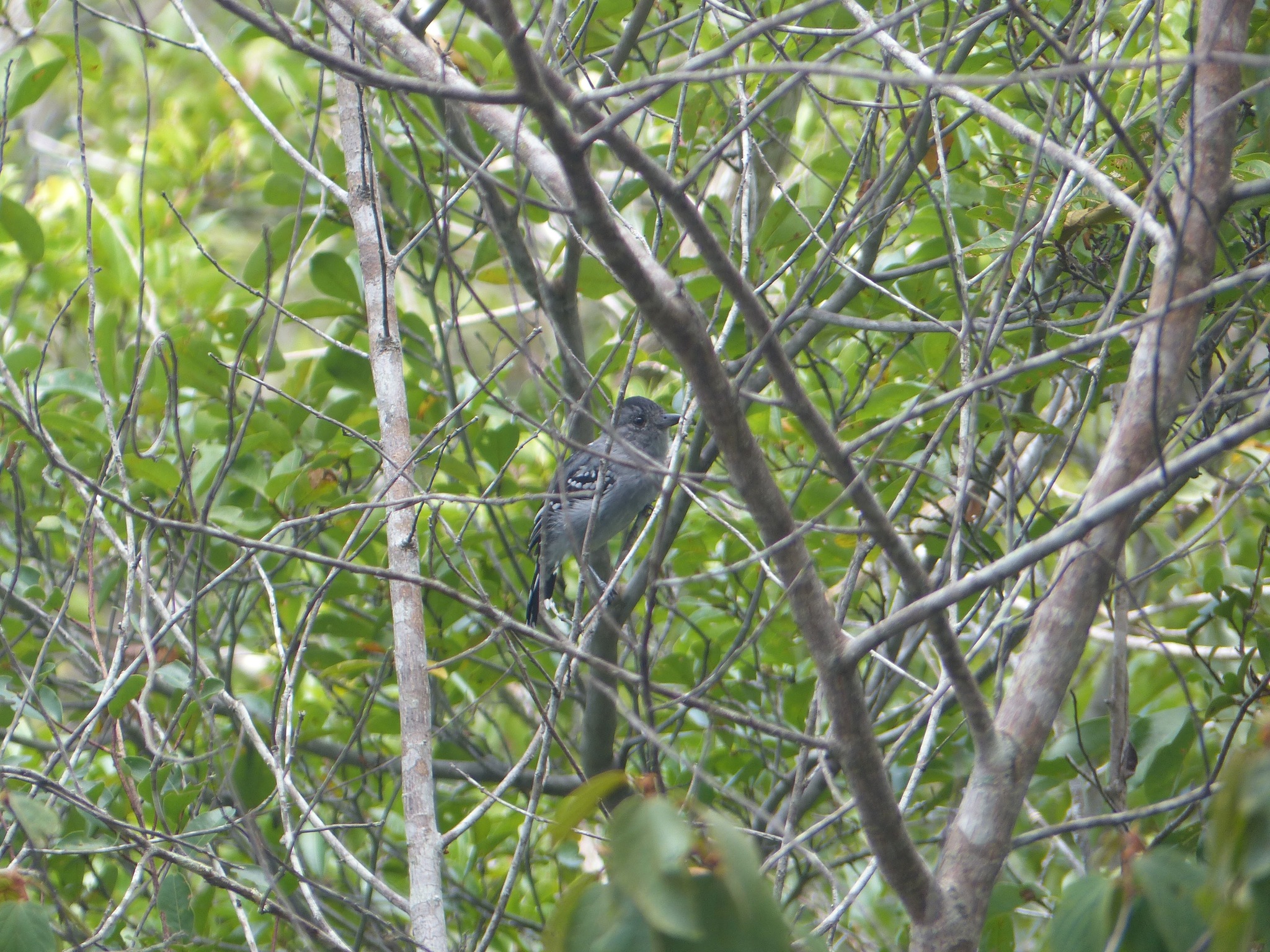 Planalto Slaty-Antshrike (Thamnophilus pelzelni)