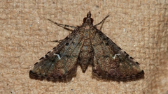 Metasia capnochroa