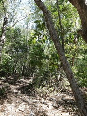Calycophyllum candidissimum