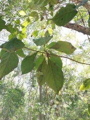 Calycophyllum candidissimum