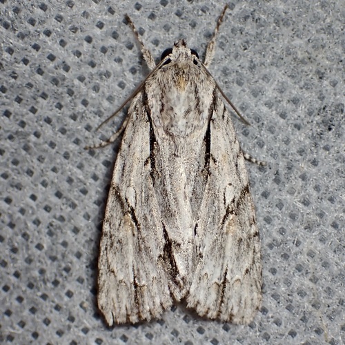 Acronicta thoracica photo 2