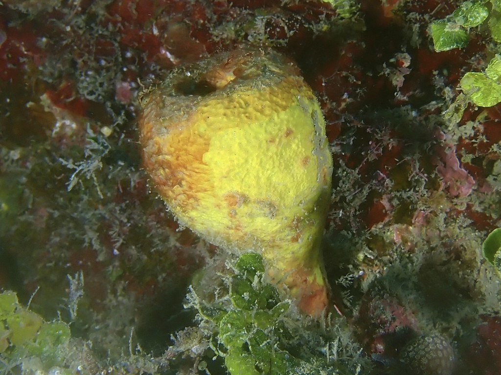 Aplysina bathyphila