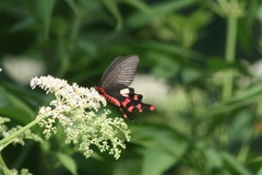 Byasa polyeuctes