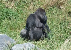Gorilla gorilla
