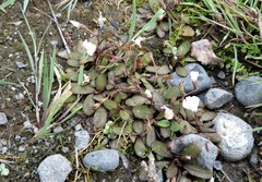 Mazus novaezeelandiae