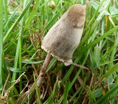 Galeropsidaceae