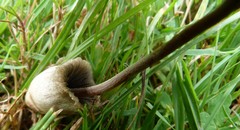 Galeropsidaceae