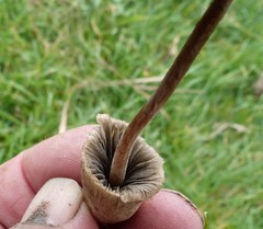 Galeropsidaceae