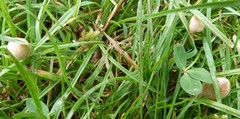 Galeropsidaceae