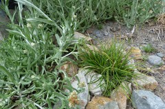 Carex resectans