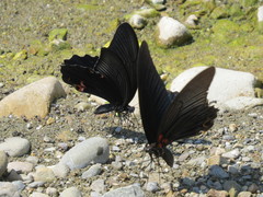 Papilio memnon heronus