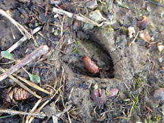 Odocoileus virginianus borealis