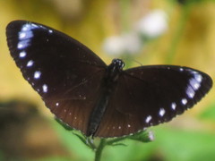 Euploea tulliolus koxinga