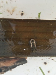 Neocicindela latecincta