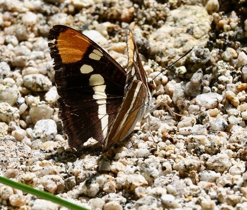 iNaturalist observation photo of California Sister