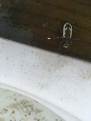 Neocicindela latecincta