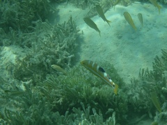 Halichoeres radiatus