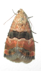 Eustrotiinae