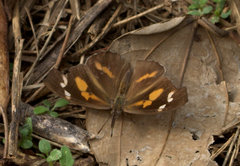 Libythea laius