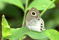 Ypthima ceylonica
