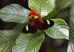 Heliconius elevatus