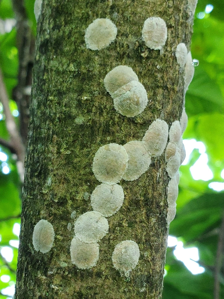 magnolia scale
