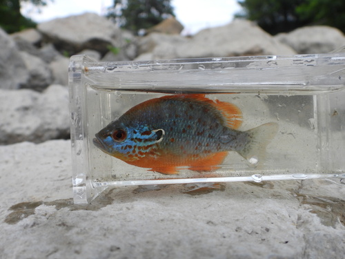 Orangespotted sunfish (Lepomis humilis) — Centrarchidae — 4