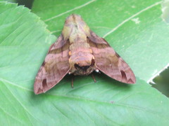 Macroglossum pyrrhosticta