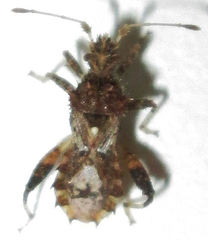 Mevanidea hystrix