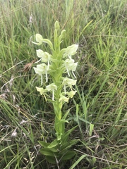 Habenaria epipactidea
