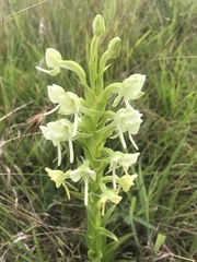 Habenaria epipactidea