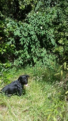 Cotoneaster frigidus