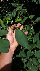Cotoneaster frigidus