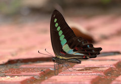 Graphium teredon